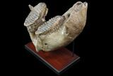 Wide Woolly Mammoth Lower Jaw With M Molars - HUGE! #87476-2